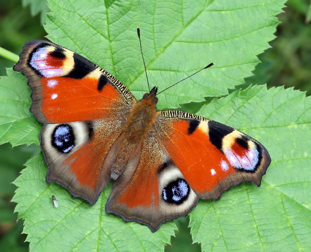 peacock-21-07-11