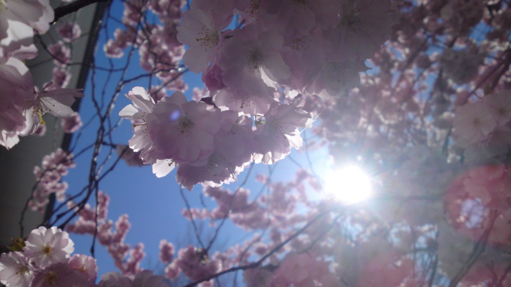 02-04-11-kirschblüten-2