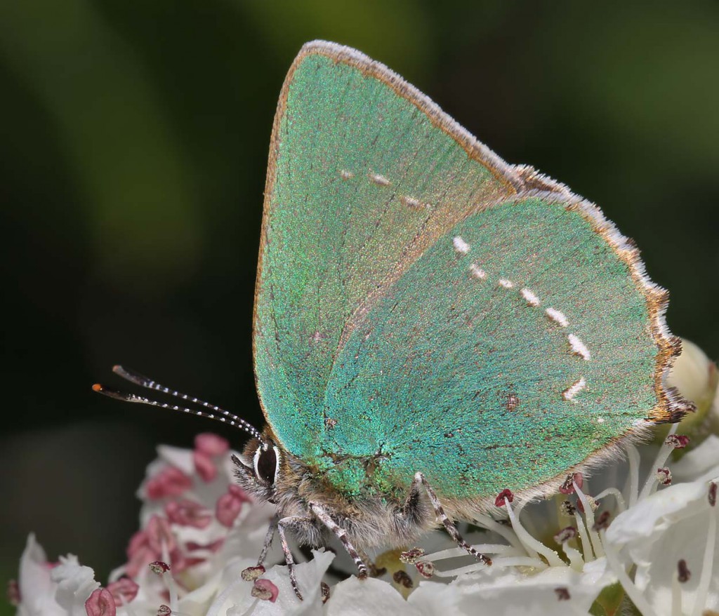 ghairstreak10_040511dn