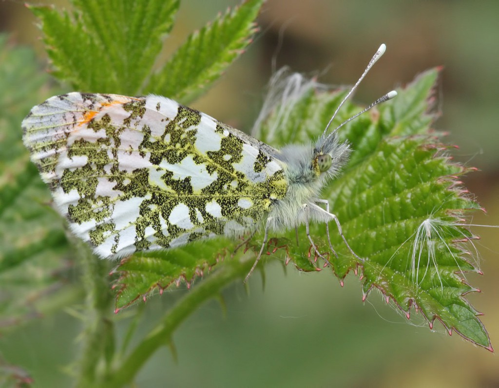orangetip_110511
