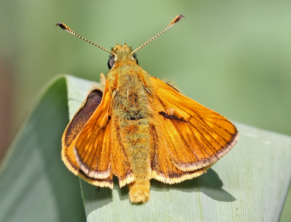 skipper_020611