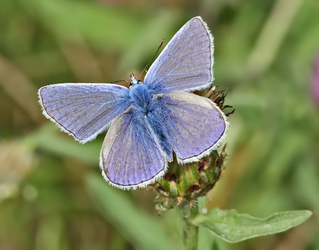 cbluebfly2_170811