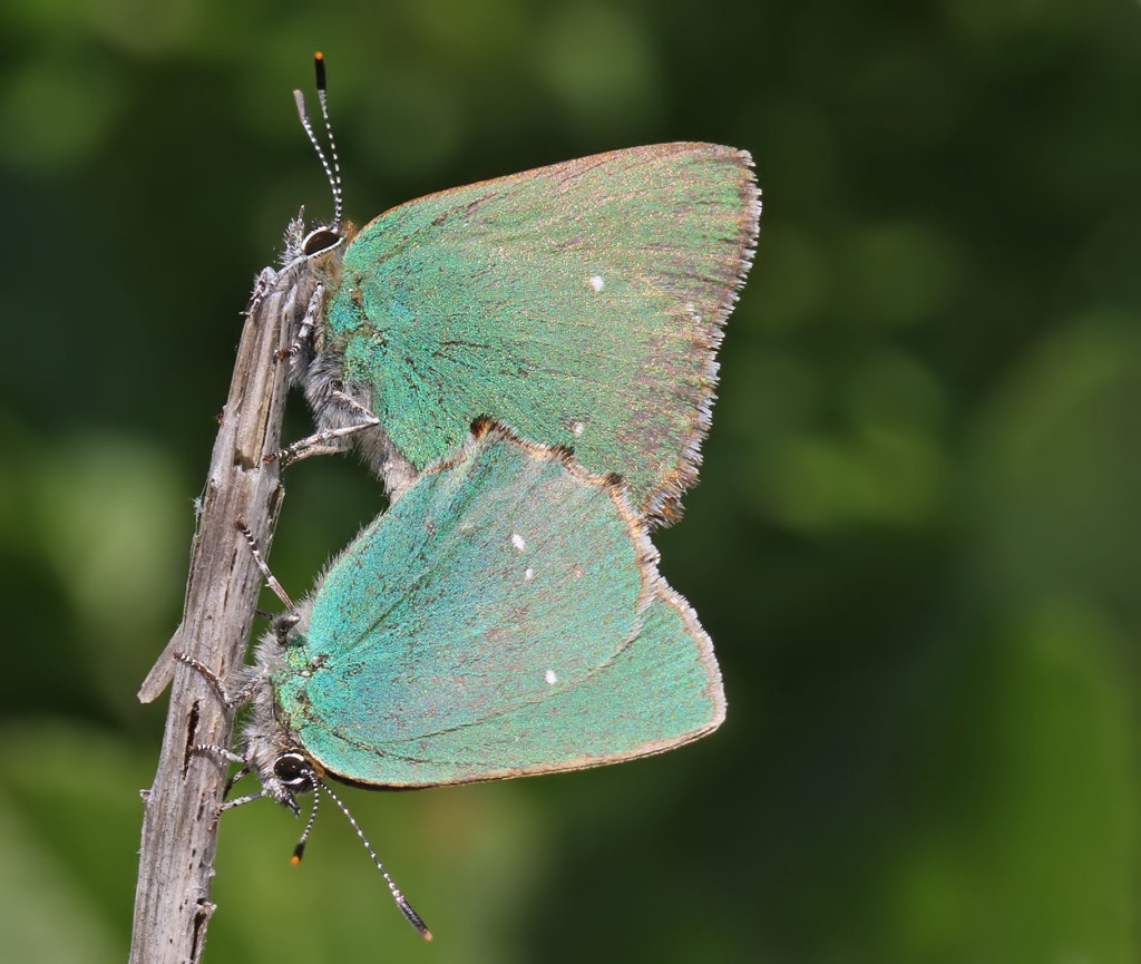 ghairstreak3_040511dn