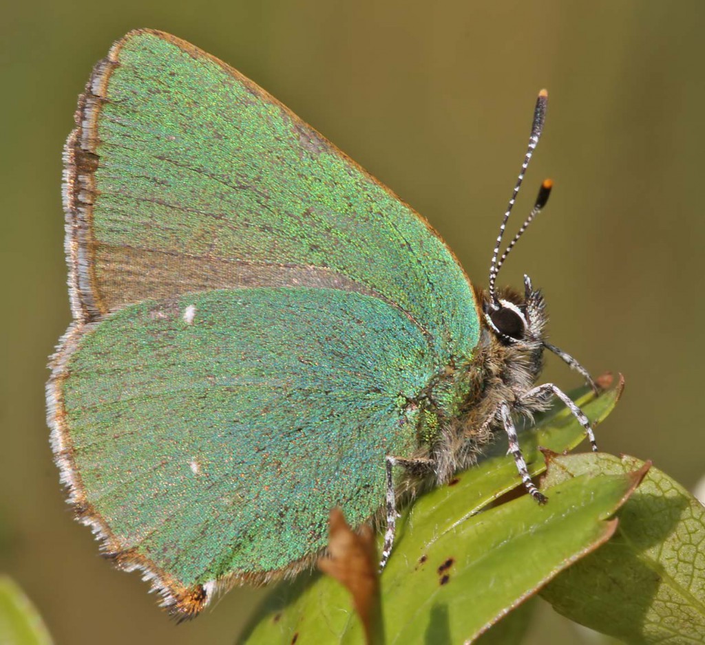 ghairstreak4_040511dn