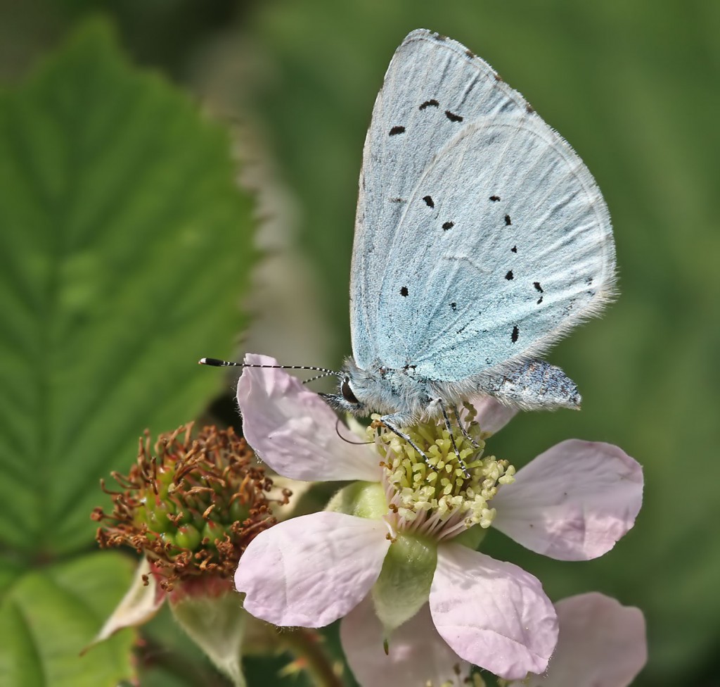 hollyblue_050711