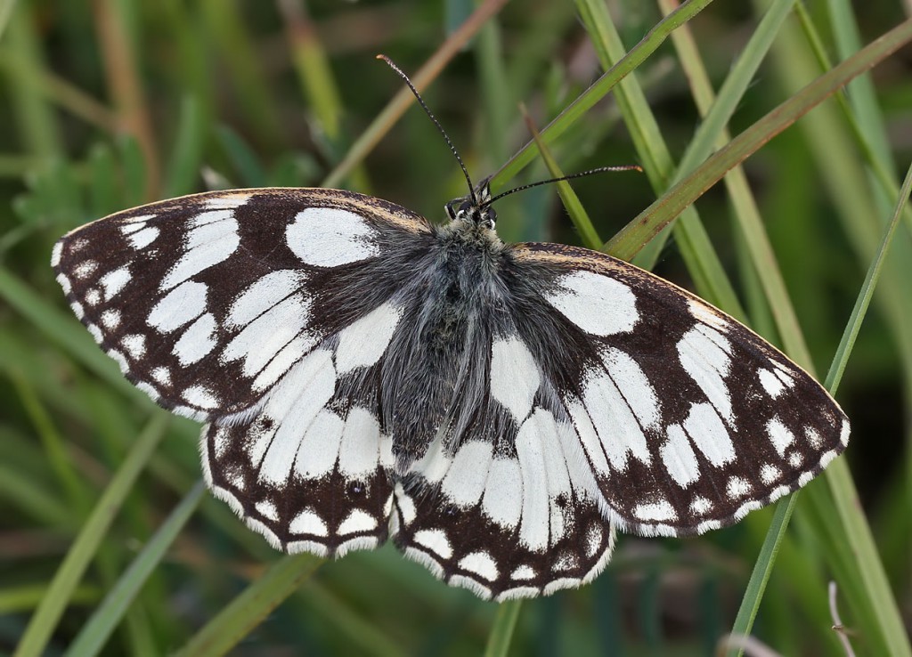 marbledwhite3_040711