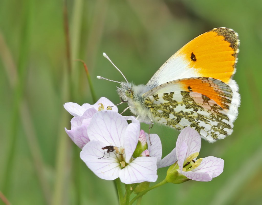 orangetip2_110511