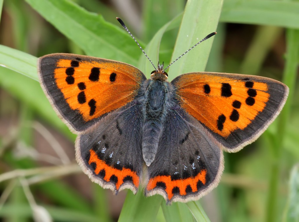 smallcopper_210711
