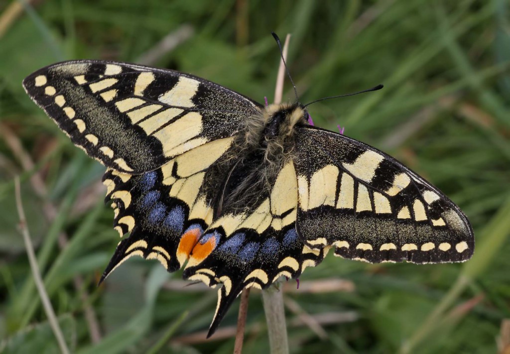 swallowtail_170610