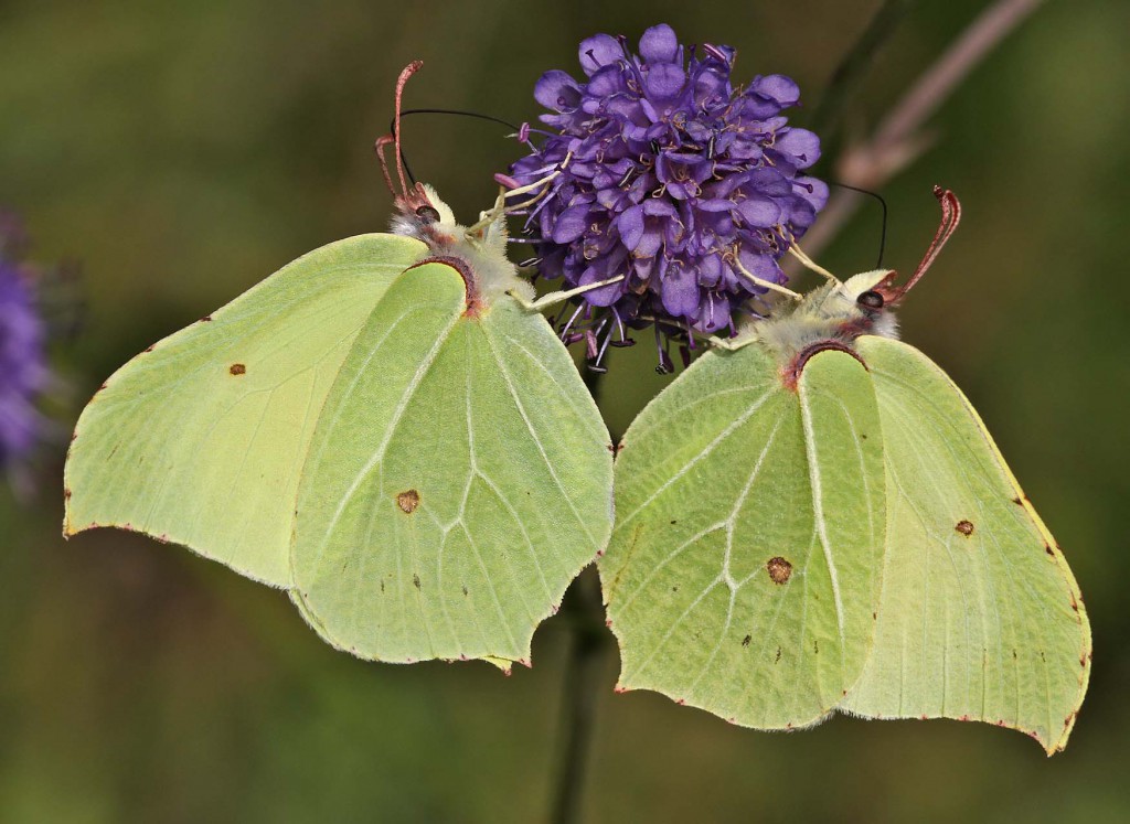 brimstones2_cw010910