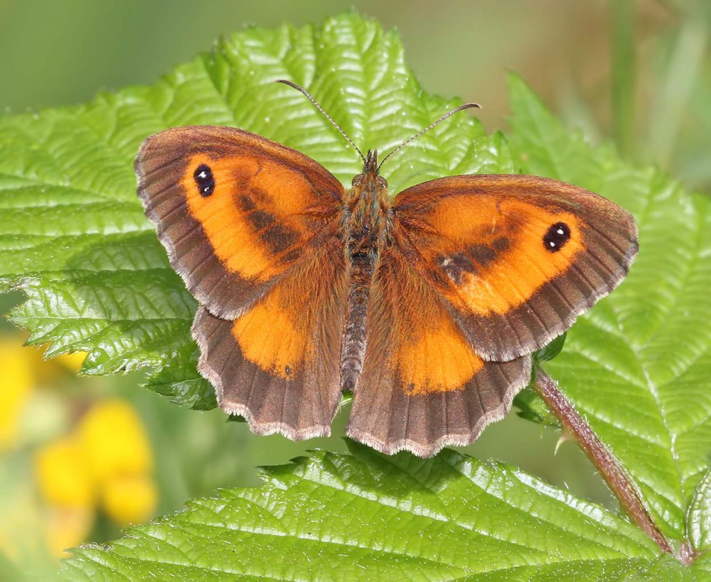 gatekeeper_050711