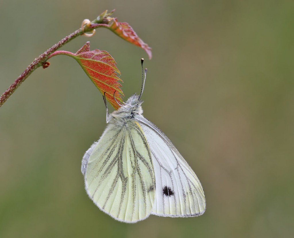 gvwhite_300811