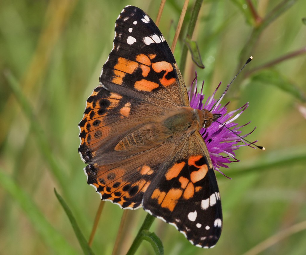 painted_lady270709