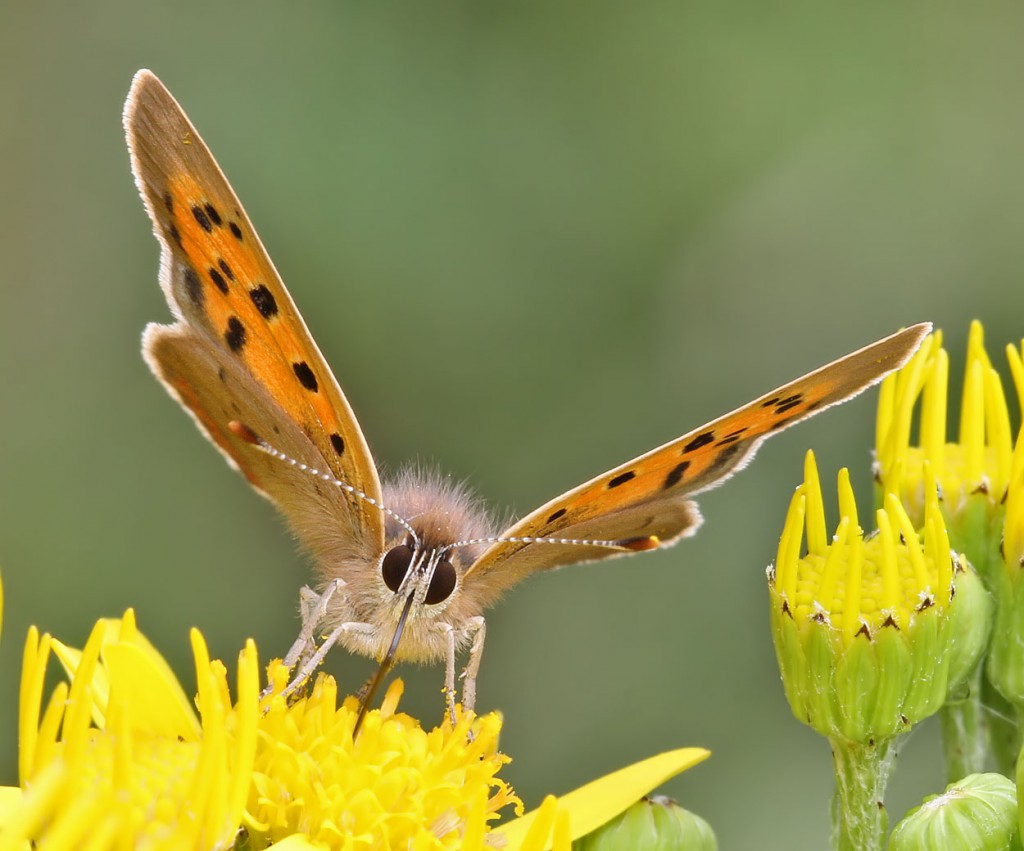 smallcopper2_210711
