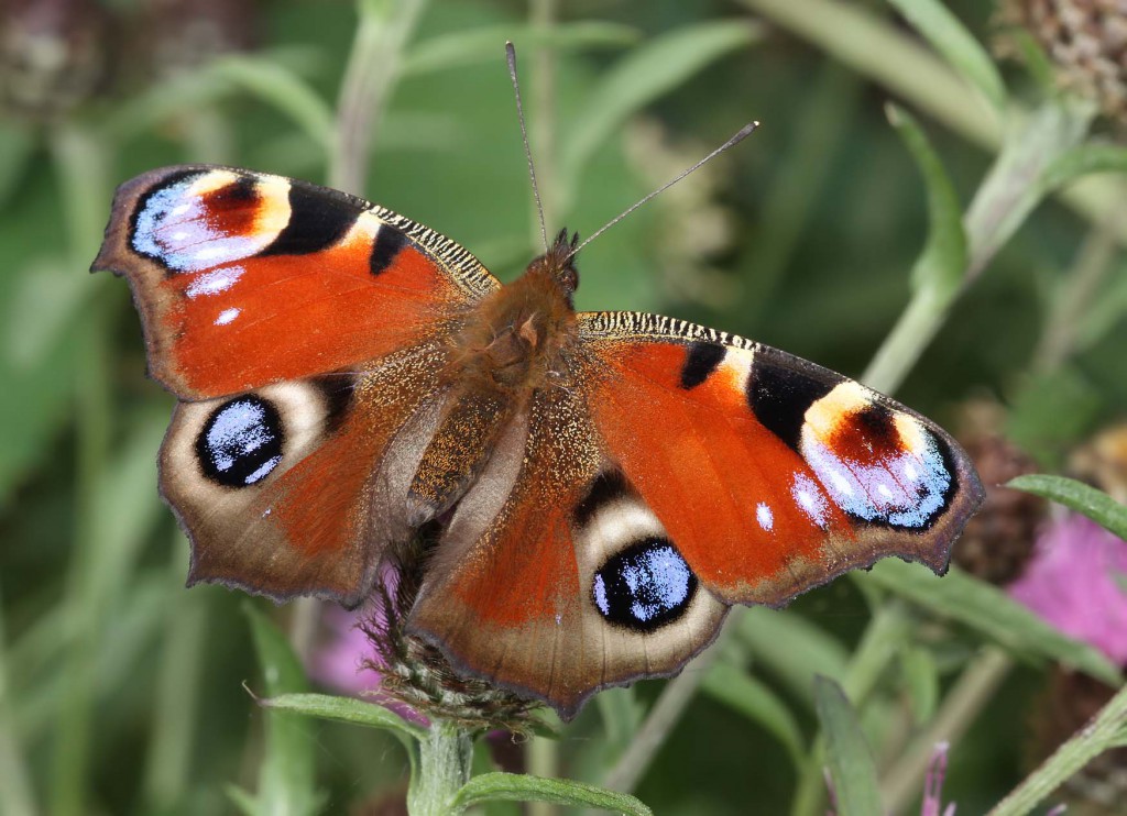 peacock_050810
