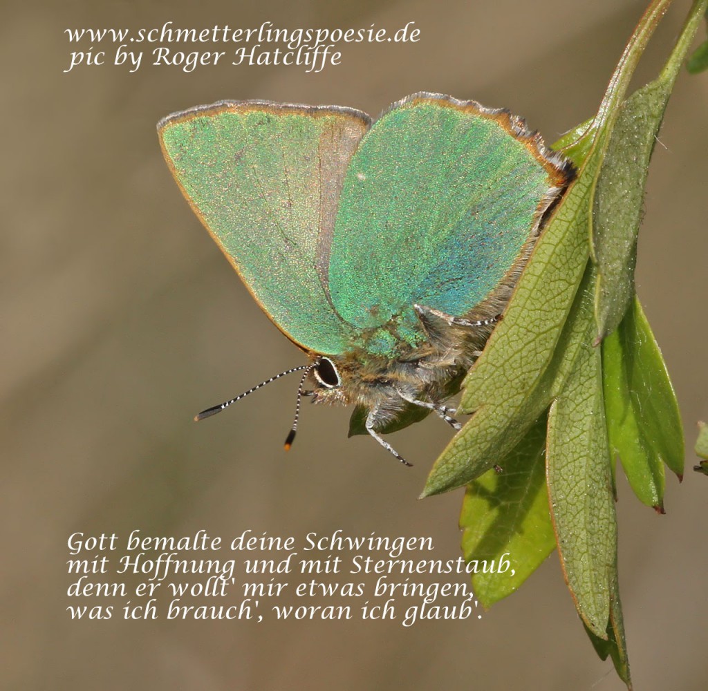 ghairstreak5_040511dn-text