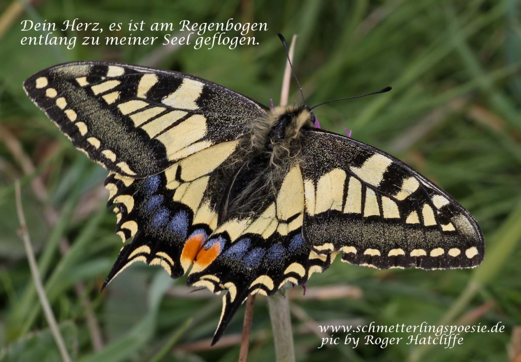 swallowtail_170610-text