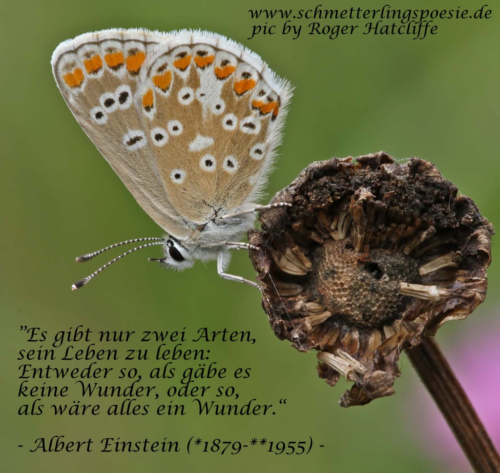 bargus2_050810-text